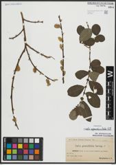 Foto von Salix appendiculata Vill.